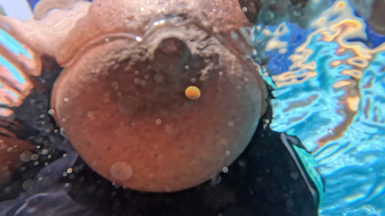 Black Swan: Si Dia tiba-tiba menarik sut mandi saya ke tepi dan...