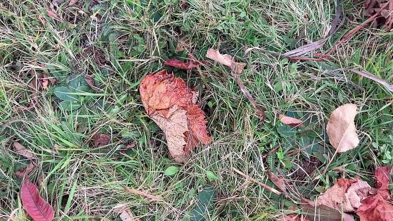 sweethanajapanese: 彼女は車の中で毛深い膣を開き、その後外に出ておしっこをします