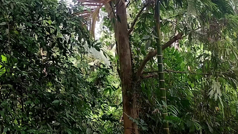 Nuragee: I Hide Behind a Tree and Watched the Bath