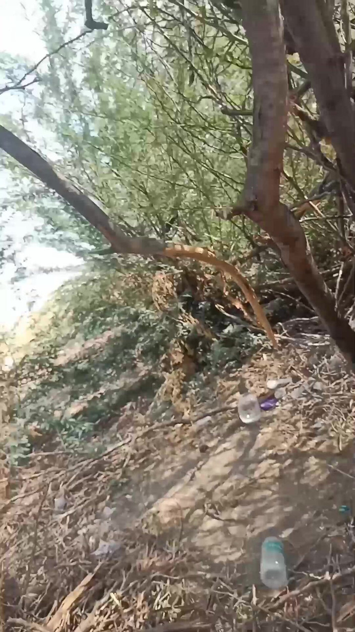 Desi village sex: Собачий секс тетушки дези