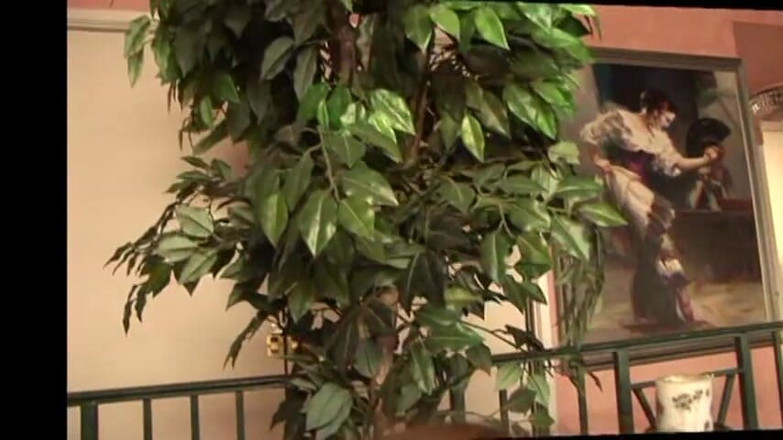 Cryptostudios: Jävla het abby med falsk kuk så hårt