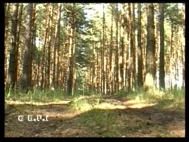 Just Boys: Boys4men Gay Wood