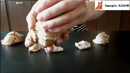 Saegin: 1[ASMR] Rubbing together and scratching seashells (no talking)