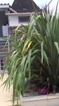 Roman применялся в сыром виде бродячим парням, Влад Замок