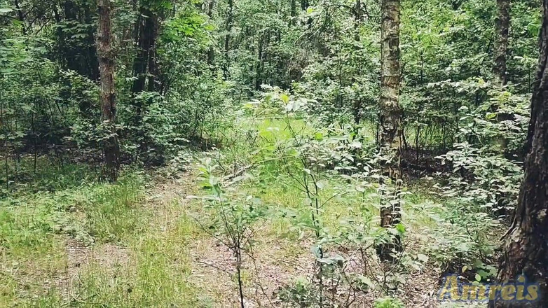 Amreis: Cuando caminés siempre debes masturbarte la polla y vaciar las...