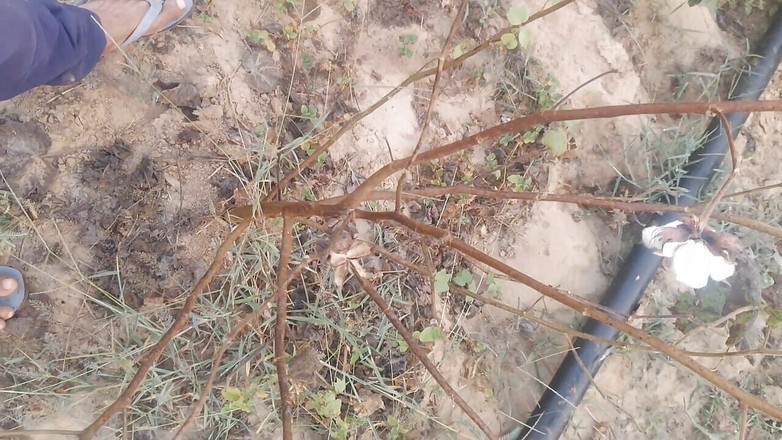 BlondeTroubleshootor: देसी लड़का अपने बड़े बिना खतना वाले लंड को मरोड़ता है