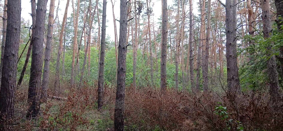Lesbian-illusion: Our Third Girlfriend Keeps Watch in the Park so No...