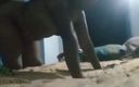 Indian Sex Life: Indian Village Bhabhi Real Cheating Doggy Sex