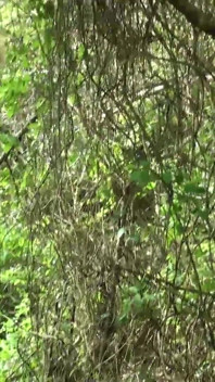 A Walk in the Woods and Naked Playtime