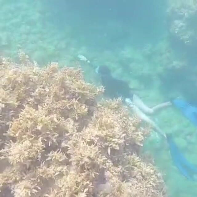 creamberryfairy: Syrenka Ima