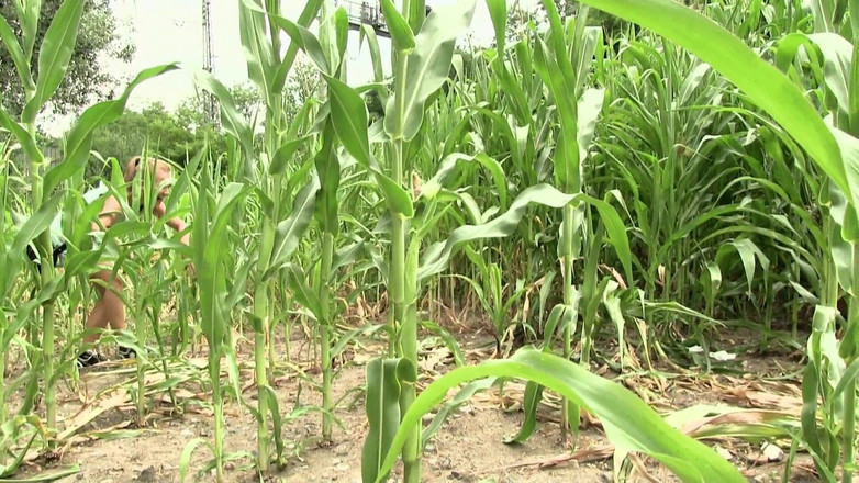 DARING - ORRANGE MEDIA: उच्च गुणवत्ता वाले सेक्स दृश्य - साहसी! - Girls Summer Sins सॉफ़्ट पार्ट #3