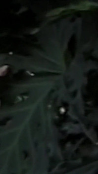Hot Dicks Outside Scene 1: Two Gay Men Fuck Each Other's Asses During a Cruising Encounter