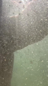 Fuck Golden Shower Piss Rimming Facial in Murky Water
