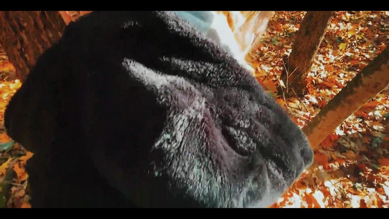 SweetAndFlow: Pieprzyłem piękność z dużym tyłkiem w lesie podczas spaceru