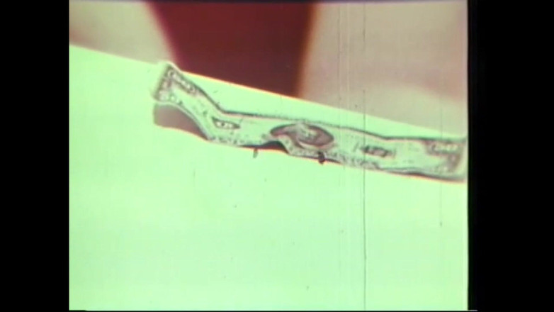 Vintage Usa: Păsărici istorice