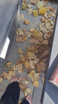 Sexy Bare Feet Crunching Dry Leaves