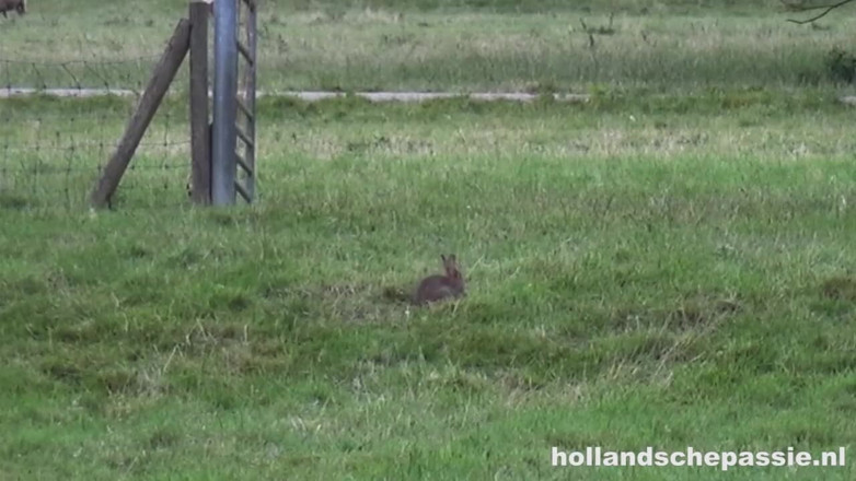Hollandsche Passie: Outisde Picknick Ends in Hardcore Anal