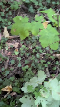 Stepmommy Is Doing Well in Forest