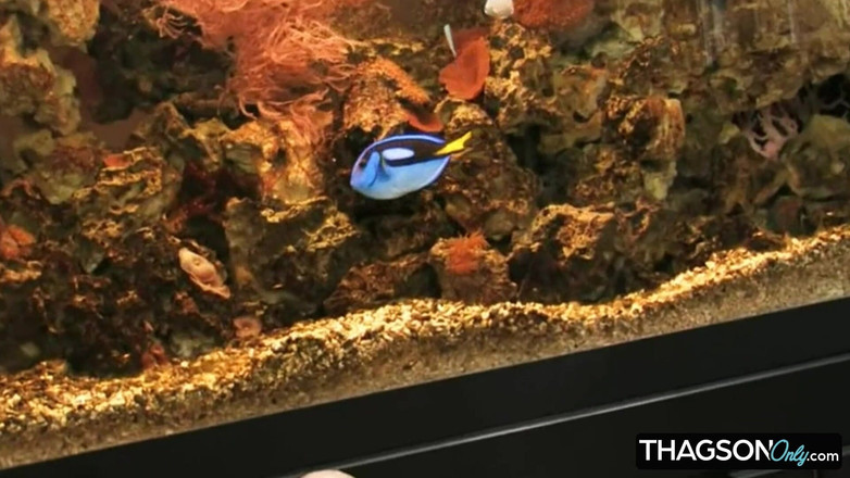 THAGSON ONLY: 쪼이는 보지에 손가락으로 오르가즘을 느끼는 매혹적인 갈색 머리