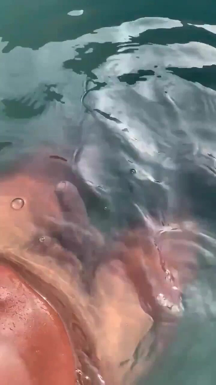 Vida Noite: Słuchając dźwięku gooning w basenie i szarpiąc się