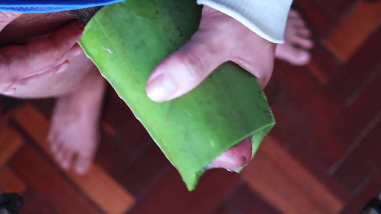 MGEc21: アロエベラをフレッシュライトとして使う