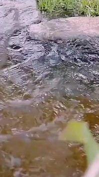 Di luar, makcik desi berbogel dan menjolok gila di dalam air