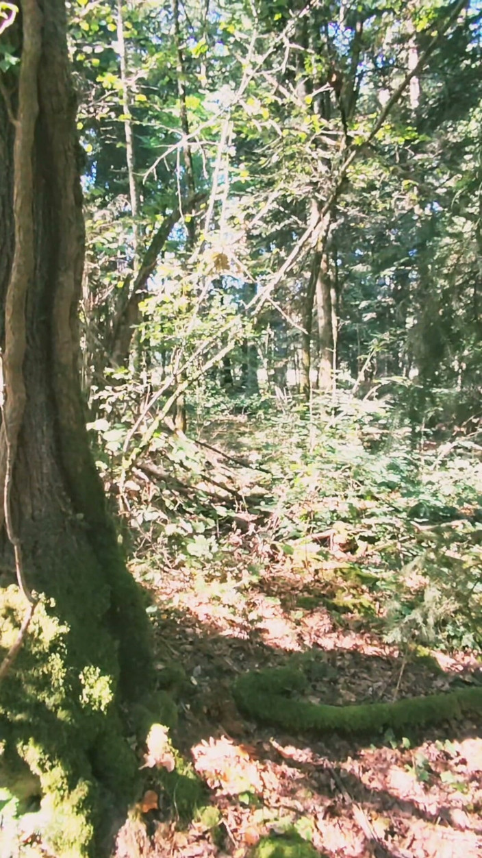 Sofy13: I'm Wandering Around in the Woods, Exhibitionism, Looking for a...