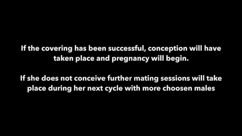HotwifeRachel: Cuckold Breeding Documentary. the Cuckold Listens Outside the Door