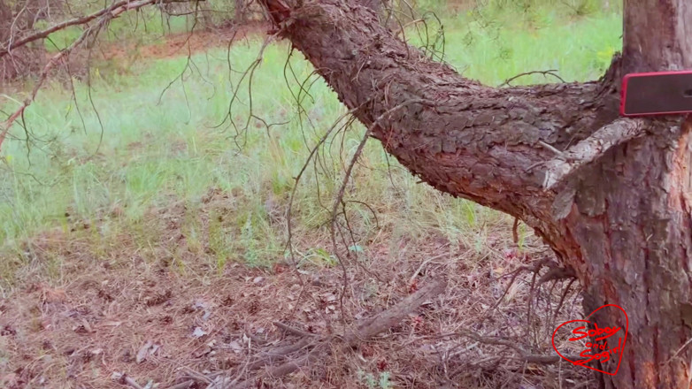 SOboyandSOgirl: Risky sex in a coniferous forest - So boyand so girl