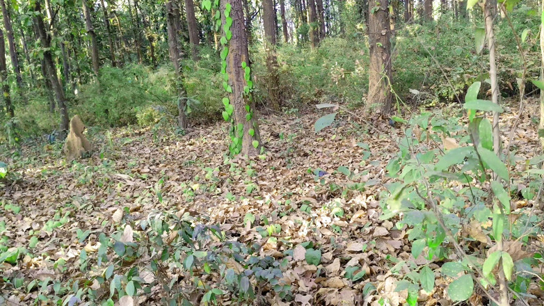 Ankush raj: Tiriku dipanggil ke taman hari ini dan memasukkannya ke kamar