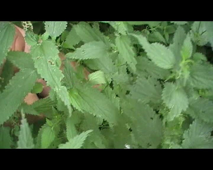 Andy: 老视频在树林里