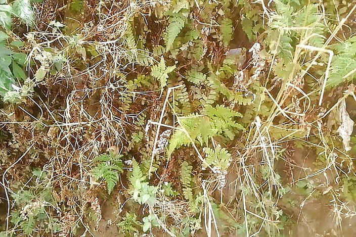 Gangbang straight: Penghormatan kencing kepada Nehalika