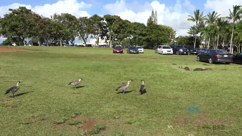 ATK Fans (Girlfriends): Virtual vacation in Hawaii with Elena Koshka part 1