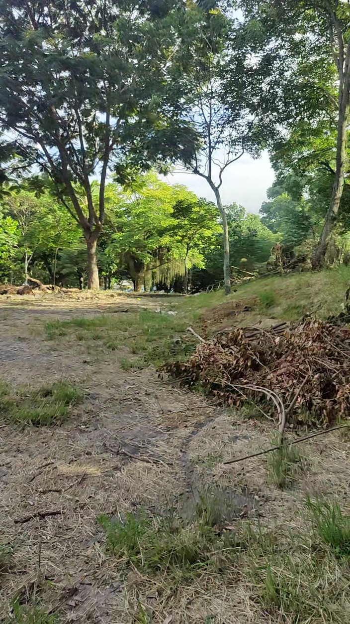 Lily Slav: 像小狗一样在树林里散步