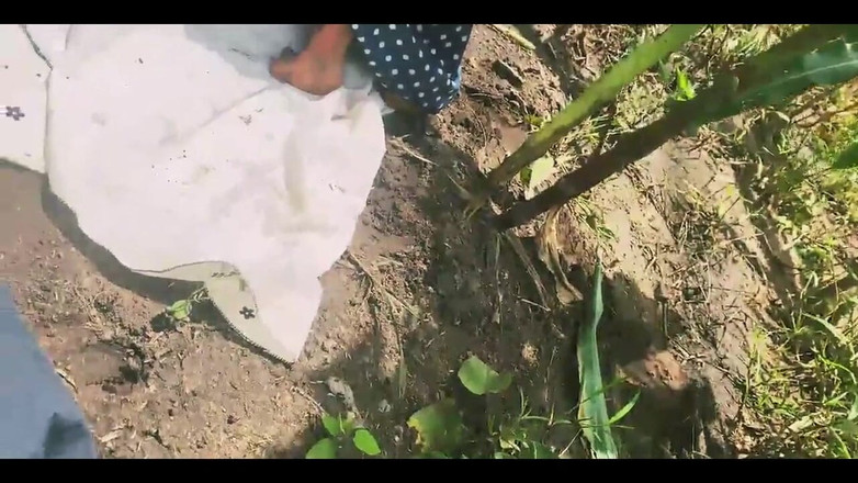 Showkee: auf dem bauernhof