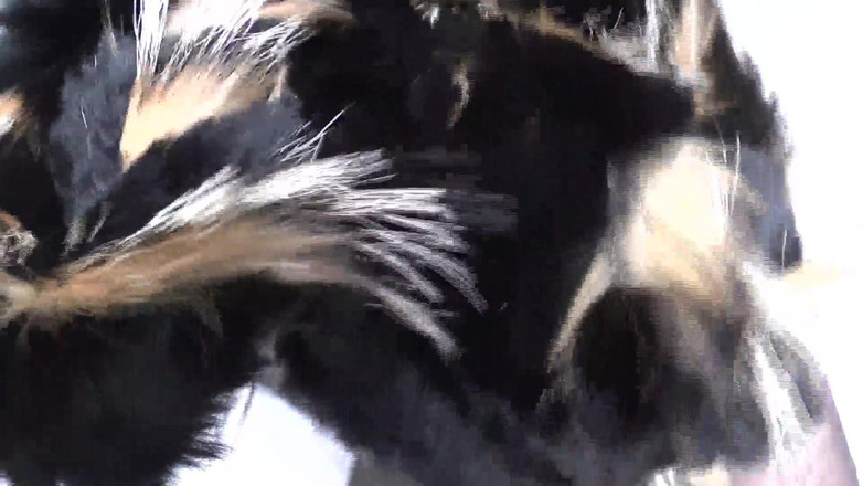 Lady Victoria Valente: Treinamento de ejaculação: farejar cachecol de pelo e gozo, Lady...