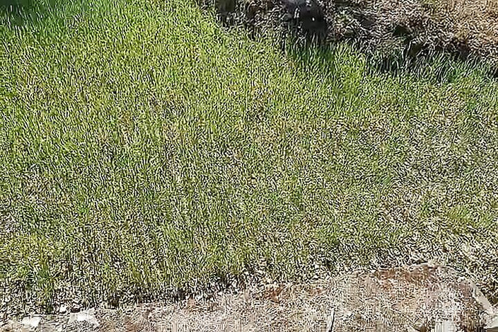 Gangbang straight: Ніхаріка, рот, земельні зв'язку