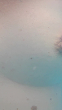 Breasts in the Pool