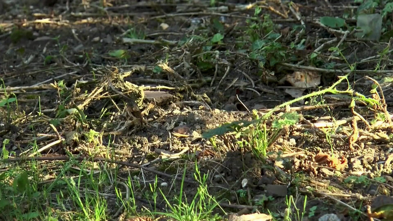 Best Amateur Sex: Hot Ebony Babe Deepthroats i Gets Wild DP Action