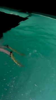 Naked Snorkel Night Slut Underwater Play