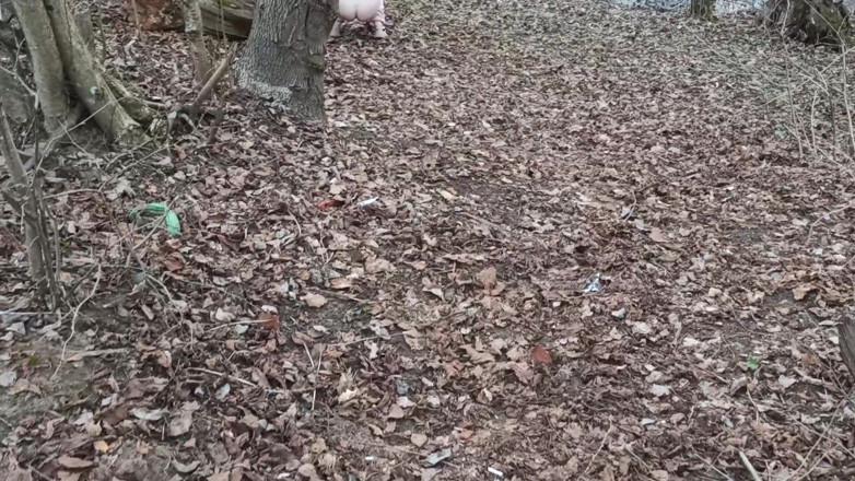 SexyFairyTale: Capture Girl in The Forest