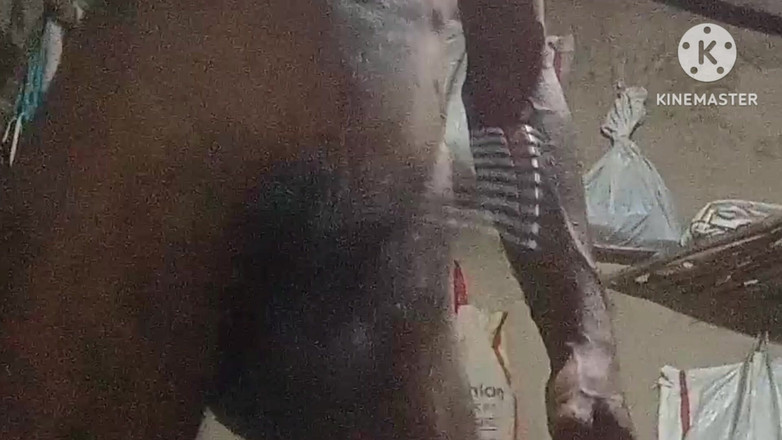 vijay Yadav: Bhabhi zerżnięta z 9-calowym penisem