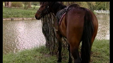 MMV Films and Clips XXX