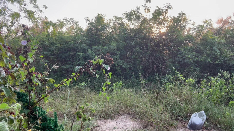 SinglePlayerBKK: Moș Crăciun cere să găsească pomul de Crăciun.