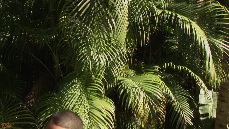 Papi Cock: Caramel D - tropisches