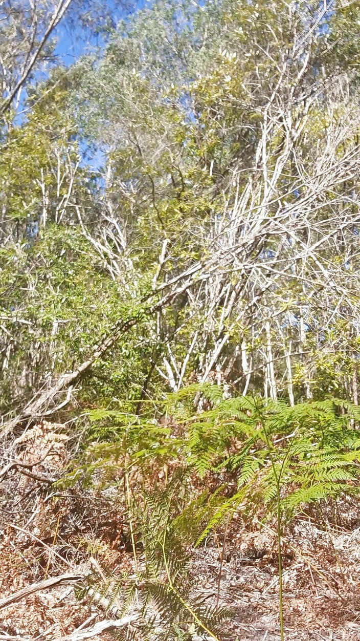 Madaussiehere: Bush walking wank i speedos