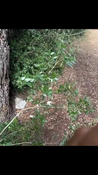 Mengongkek Pelancong Amerika di Punta Kriz Croatia