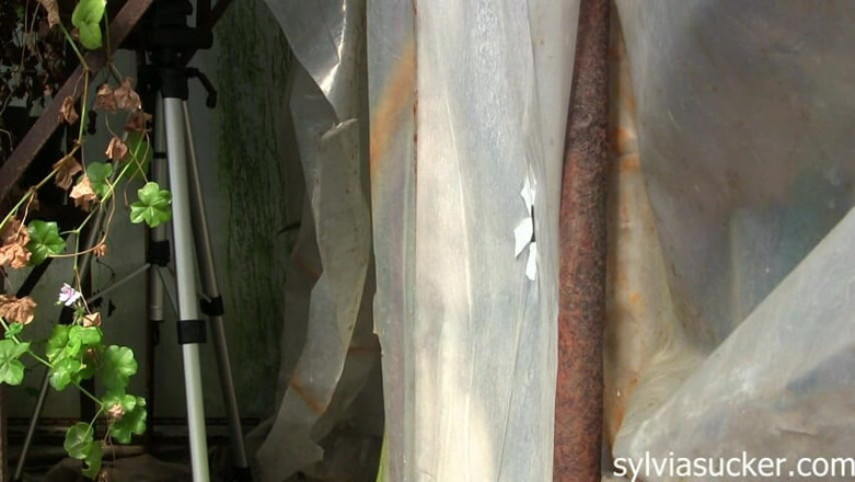 Sylvia Chrystall: Gloryhole Intensieve Blowjob in the Greenhouse! Fetish Art Fantasies by...