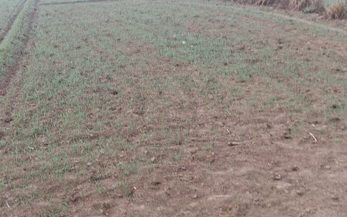 Flex day: Zakar besar India