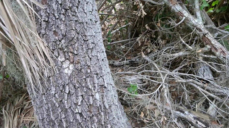 Miss Ellie Roleplay: 一般公開日のフルビデオ